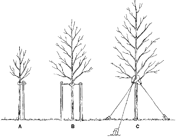 support tree